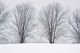 Knox Farm Trees In Snow 9:12 AM
