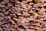 Fungus  On A Winter Tree