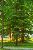 Pine Tree In Hamlin Park