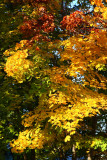 Autumn Leaves on Allenhurst