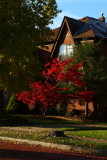 Vickies Japanese Maple