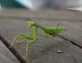DSC_2080.JPG