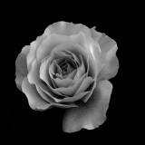 Rose monochrome
