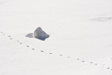 natural snow tracks