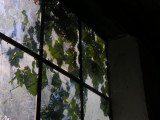 the wild vines are taking over...