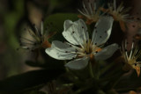 pear blossom