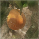 orange tree