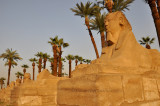 017 Luxor Temple.jpg