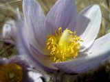 open crocus