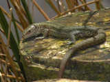 Common Lizard,