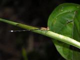 Leptagrion female