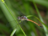 Possible Dasythemis