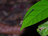 Hetaerina male