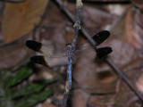 Uracis fastigiata 