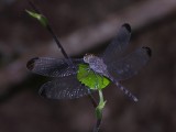 Uracis imbuta