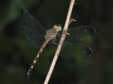Uracis ovipositrix