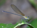 Hetaerina female
