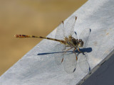 Progomphus intricatus?