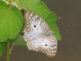Brushfoots - Nymphalidae