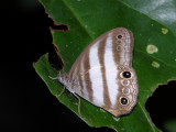 Pareuptychia hesionides 071009.jpg