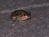 Common spadefoot - Pelobates fuscus - Knoflookpad