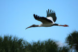 Bird in Flight