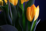 tulip-4243-w.jpg