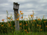 Dscn30430001birdhouse with tiger lillies horizontal 1.JPG