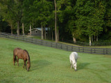 Dscn45170001york river state park horses 1.JPG