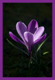 Crocus