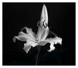 Black & White Lily