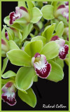 Orchid