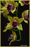 Orchid