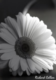 Gerbera