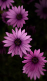 DSC_0866a.jpg