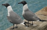 Gulls at Charlotville