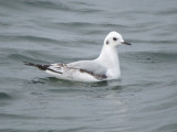 Bonapartes Gull ( first winter )