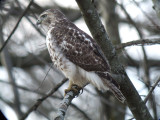 Red-tailed Hawk (juvenile eastern )