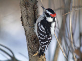 Downy Woodpecker ( male ) eastern