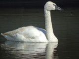 Trumpeter Swan ( immature )