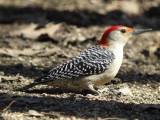 Red-bellied Woodpecker ( male )