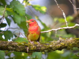 Summer Tanager ( 1st spring male )