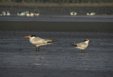 Royal Tern and Sandwich Tern