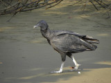 Black Vulture