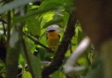 Orange-collared Manakin