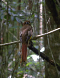 Black-throated Trogon