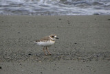 Wilson`s Plover