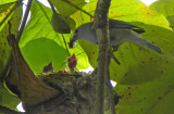 Blue-grey Tanager