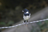 Variable Seedeater