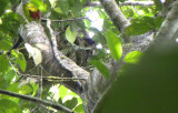 Three-toed sloth (sengngare)